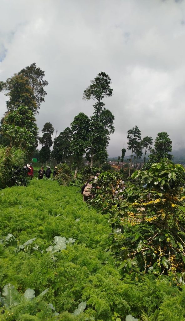 Hamemayu Hayuning Bawana: Praktik Baik dalam Menjaga Ekosistem Pertanian Berkelanjutan untuk Konservasi Tanah di Lereng Merapi-Merbabu Boyolali Hamemayu Hayuning Bawana: Praktik Baik dalam Menjaga Ekosistem Pertanian Berkelanjutan untuk Konservasi Tanah di Lereng Merapi-Merbabu Boyolali
